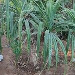Pandanus sylvestris
