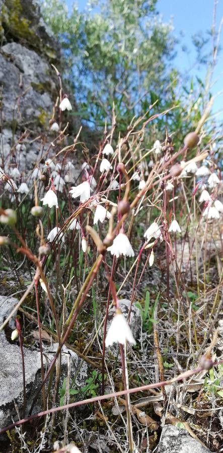 Acis autumnalis habit