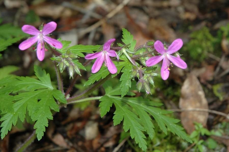 Geranium reuteri flower