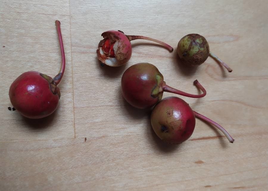 Ternstroemia gymnanthera fruit