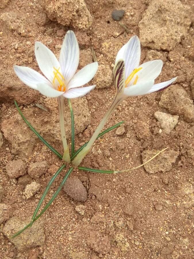 Crocus cambessedesii habit