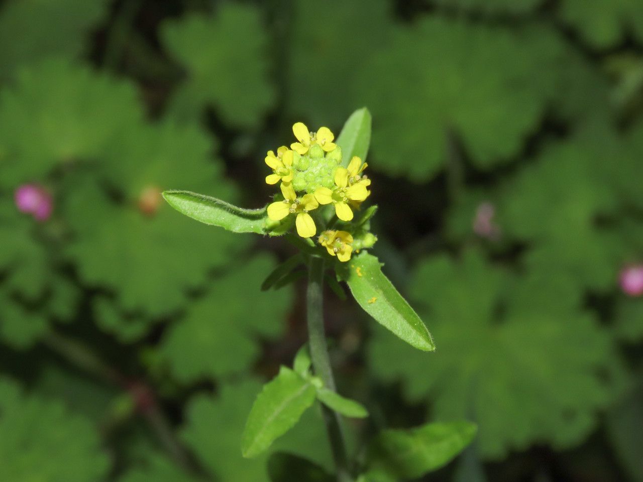 Sisymbrium officinale flower