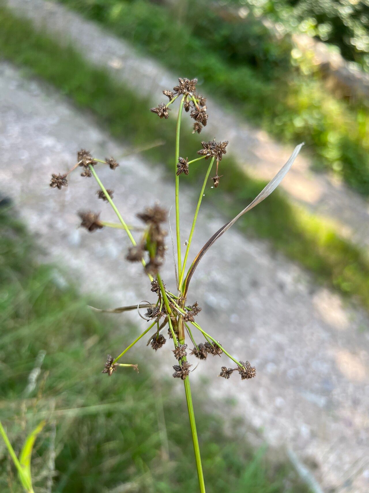 Scirpus hattorianus fruit
