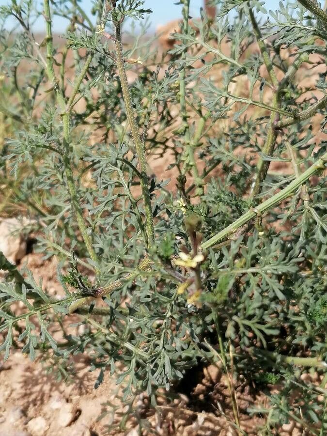 Carrichtera annua leaf