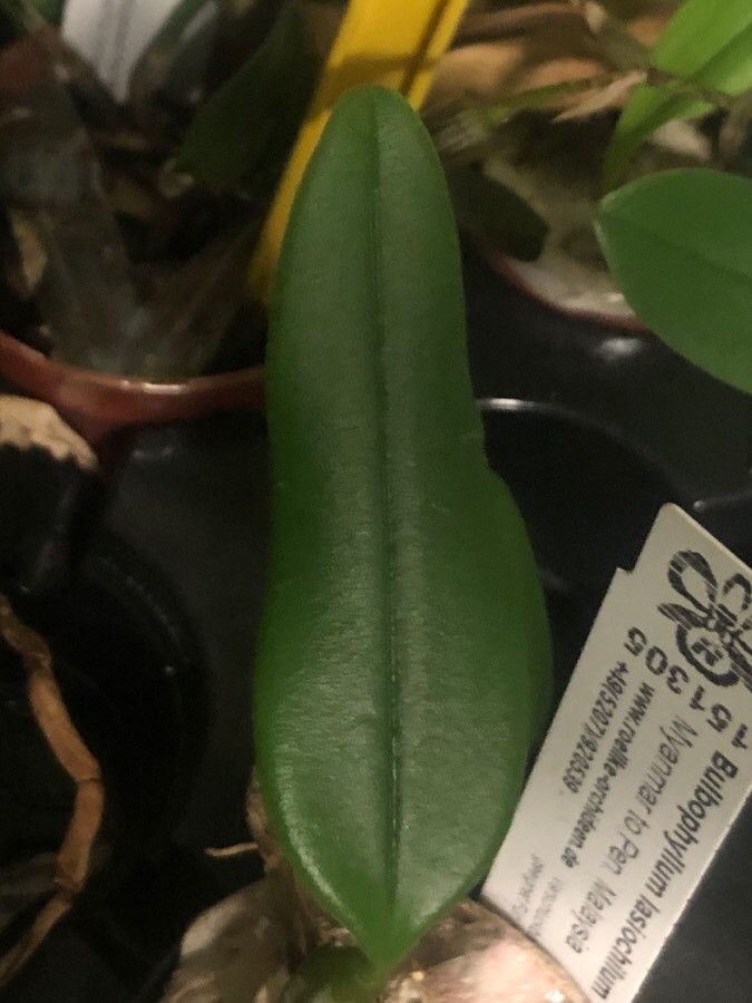 Bulbophyllum lasiochilum leaf