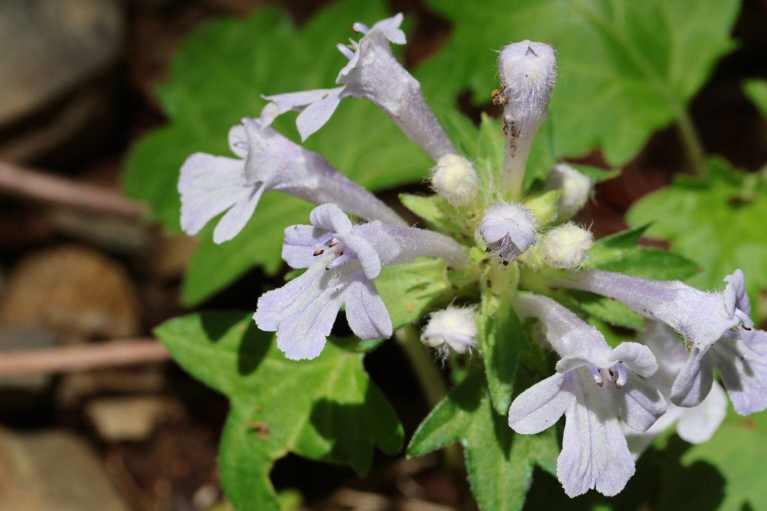 Ajuga japonica flower