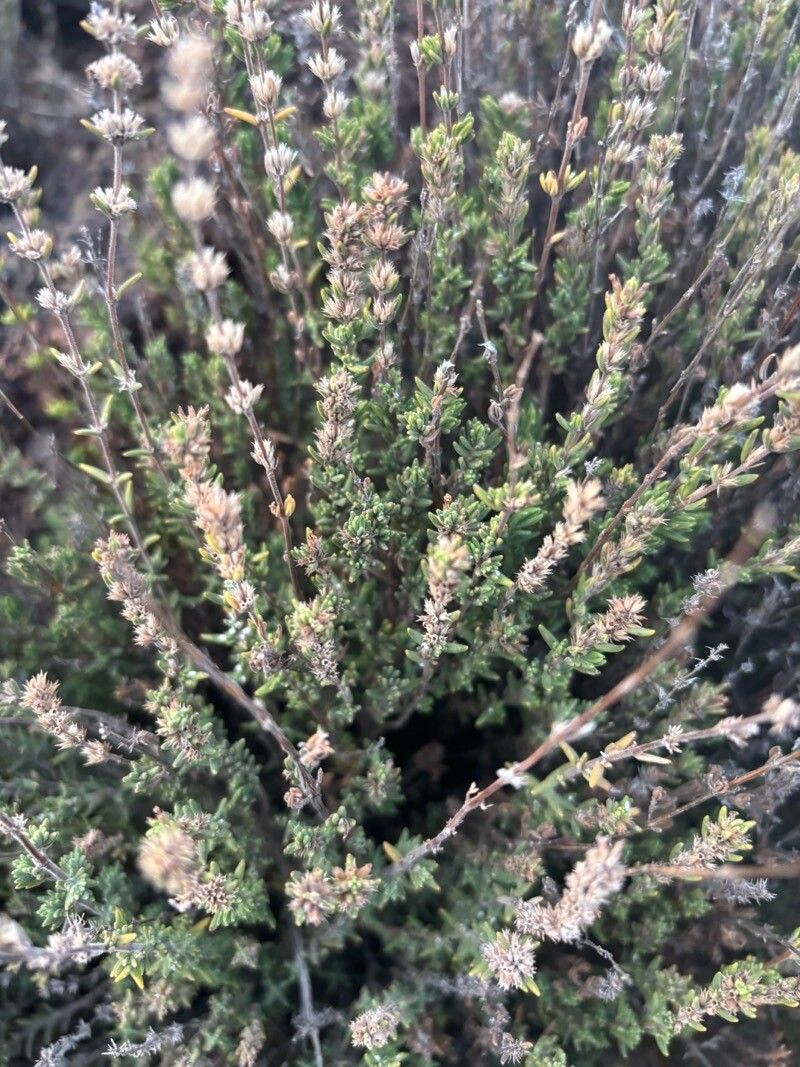 Micromeria lasiophylla leaf