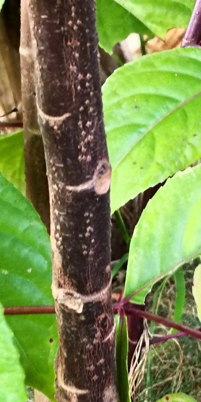 Bischofia polycarpa bark