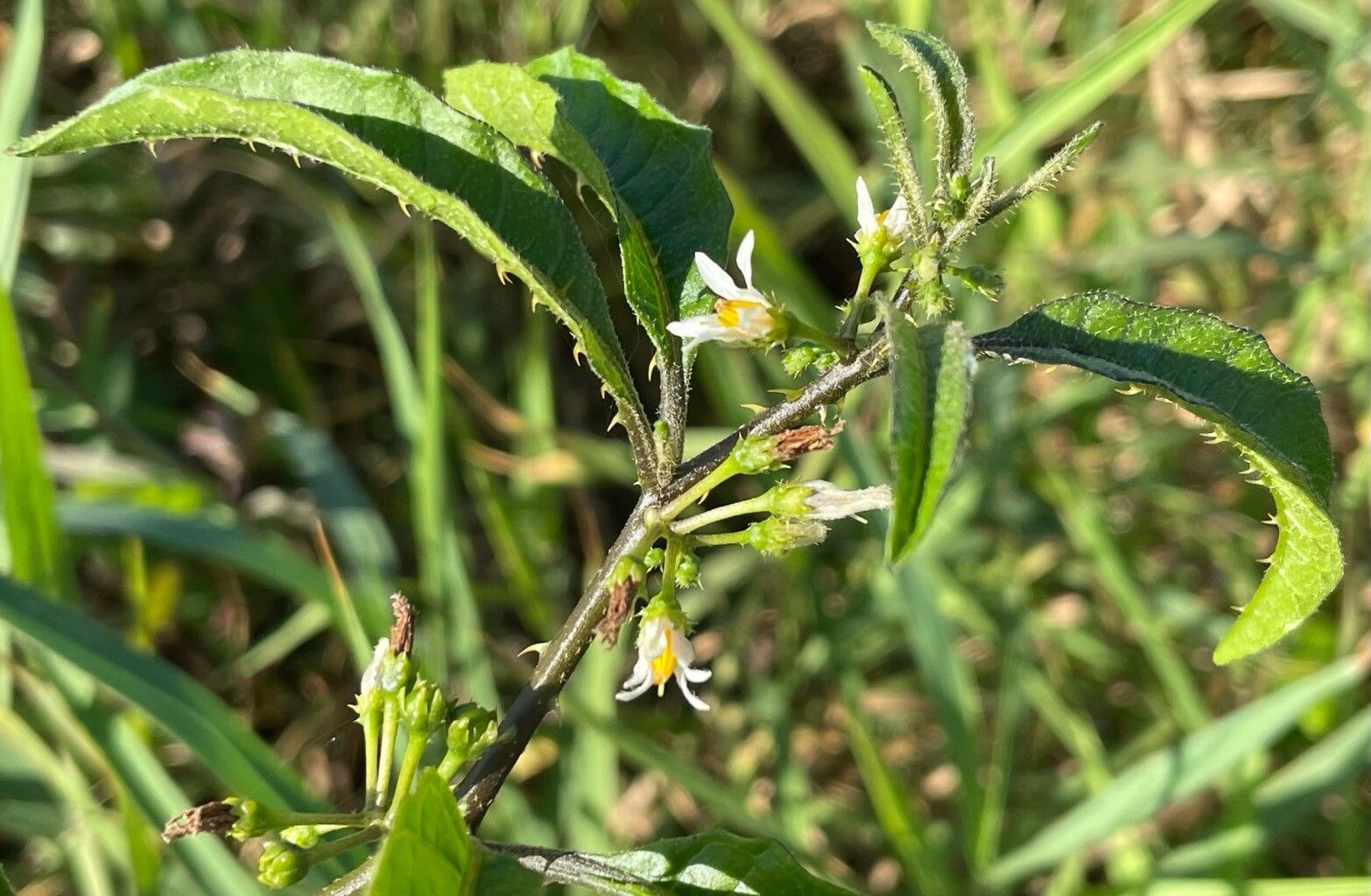 Solanum tampicense flower