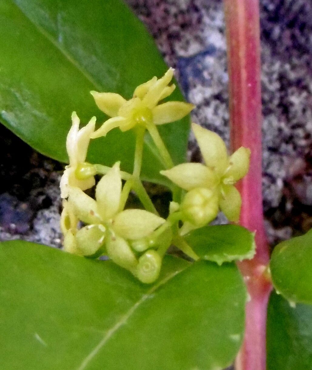Persea barbujana flower