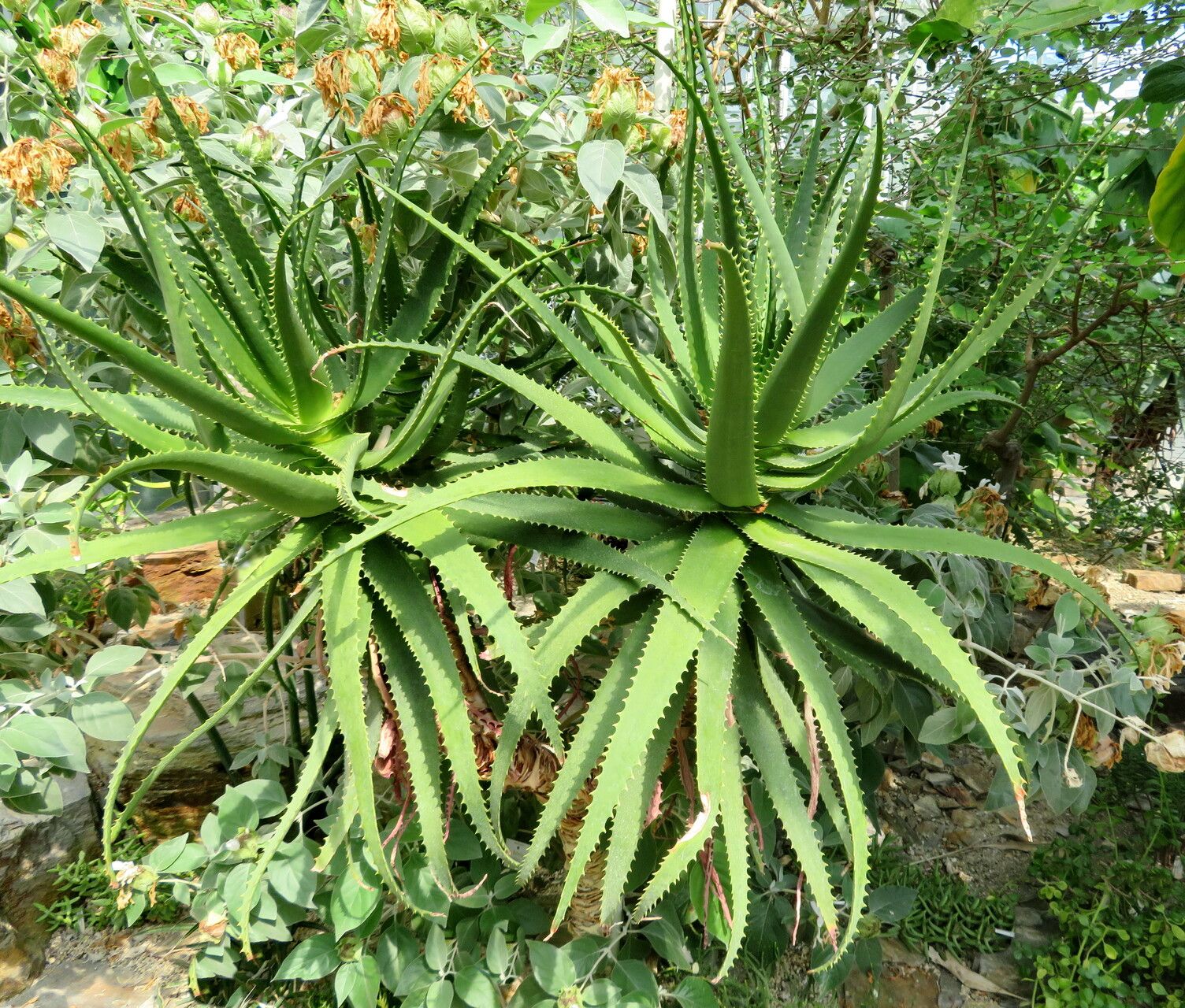 Aloe palmiformis habit