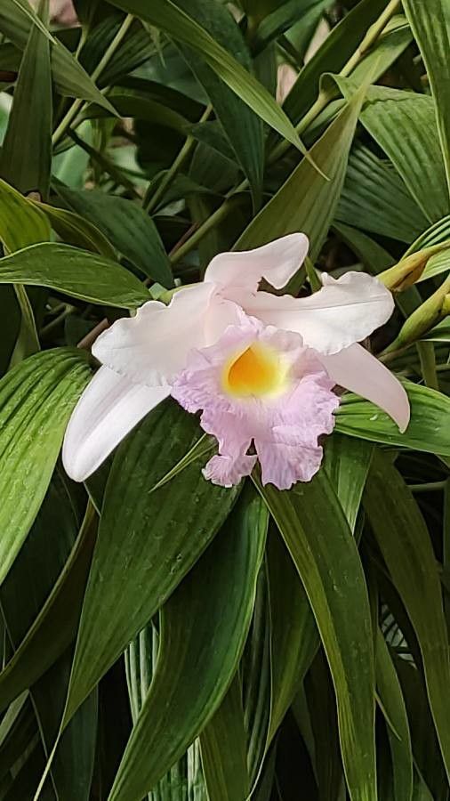 Sobralia macrantha flower