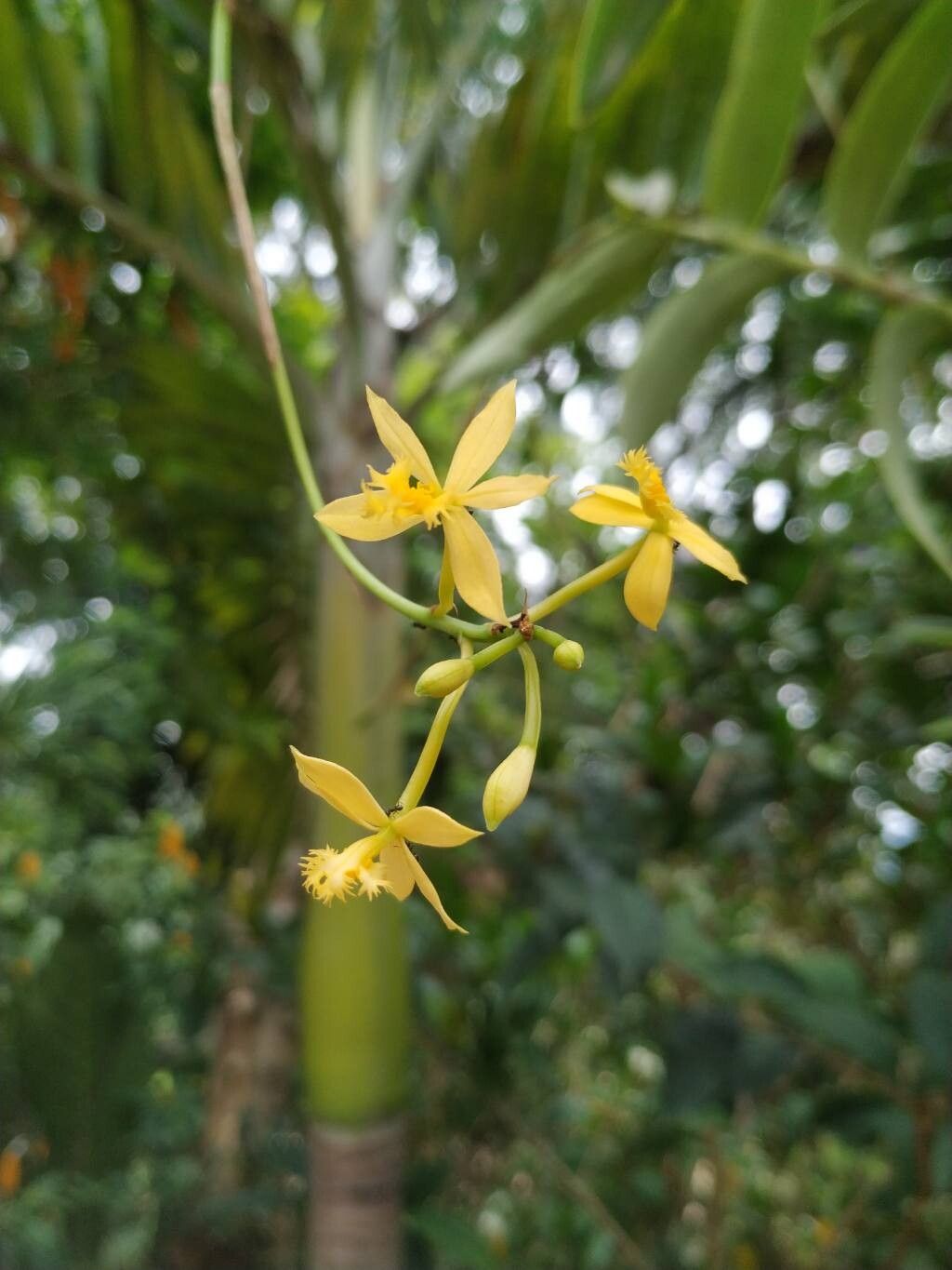 Epidendrum aura-usecheae — search result for 'Epidendrum'