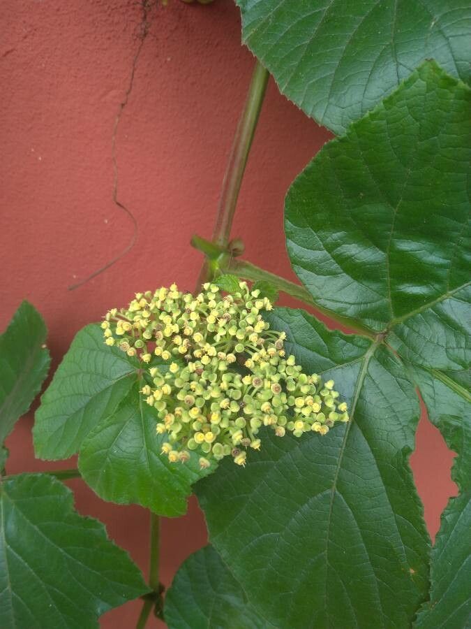 Cissus sulcicaulis flower