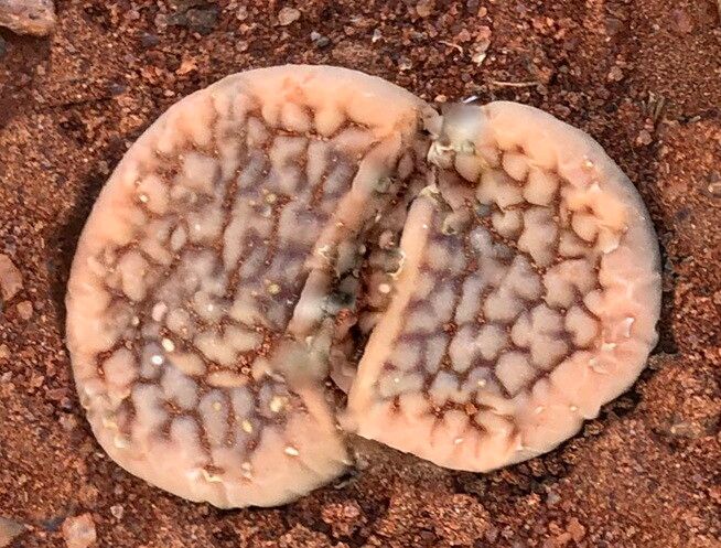 Lithops hookeri leaf