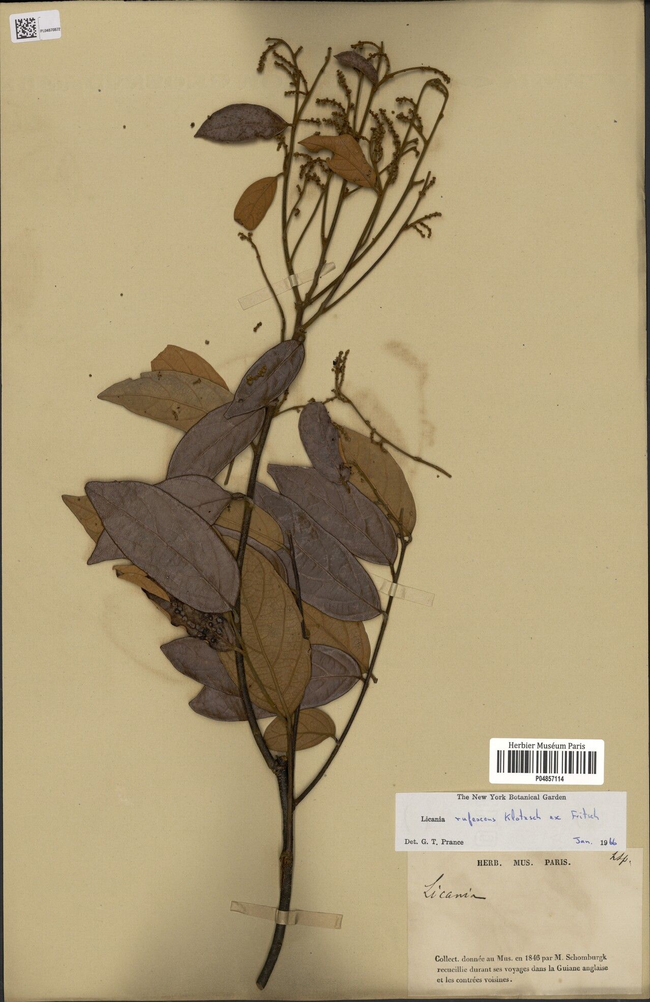 Licania rufescens — houseplant care guide