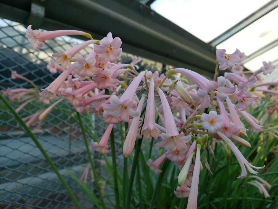 Cyrtanthus sanguineus flower