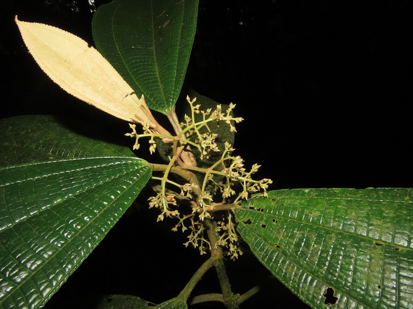 Miconia magnifolia — houseplant care guide