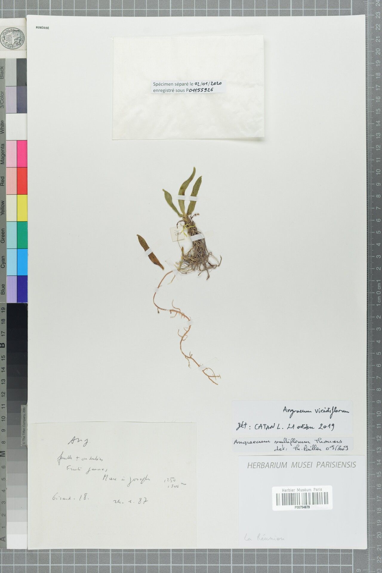 Angraecum viridiflorum — houseplant care guide