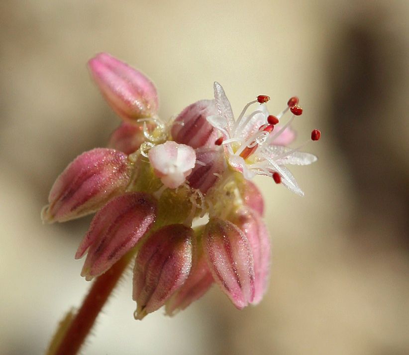 Eriogonum lemmonii flower