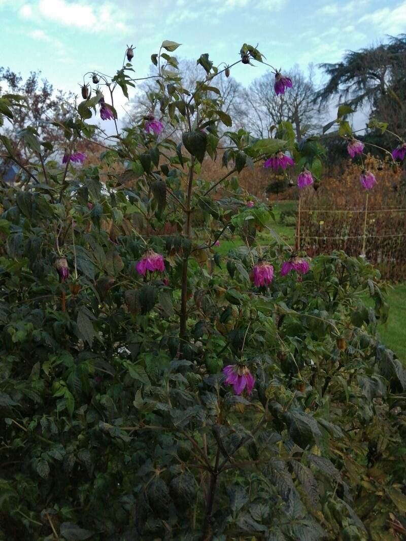 Dahlia pteropoda — houseplant care guide