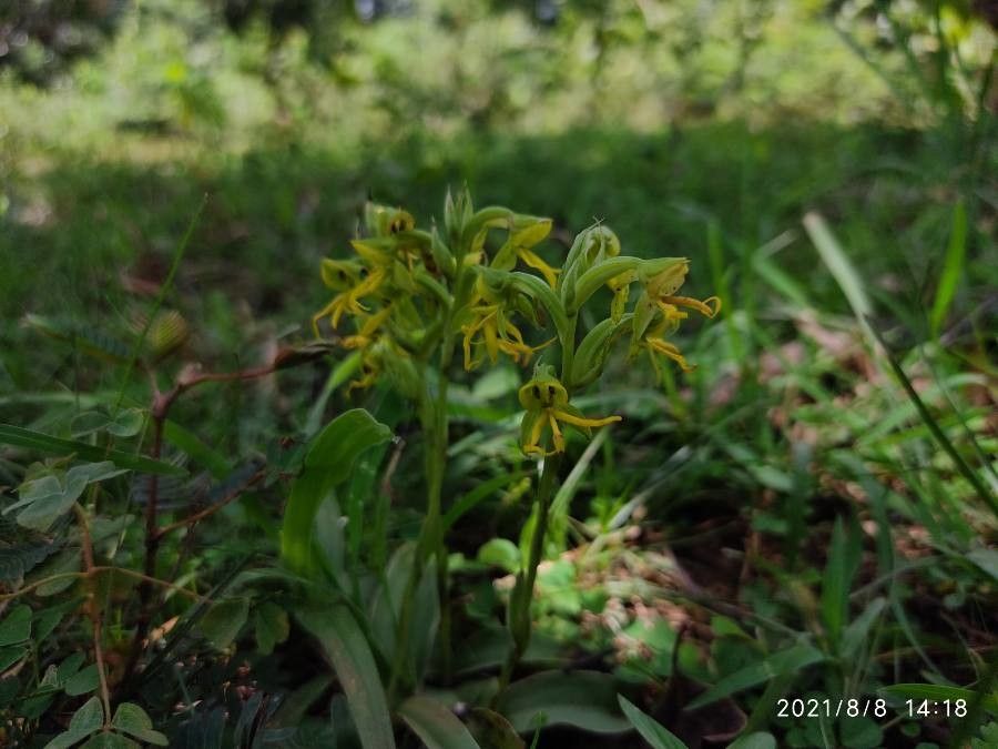 Habenaria marginata habit
