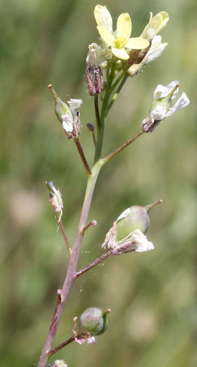 Camelina rumelica fruit