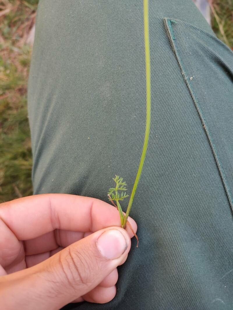 Selinum pyrenaeum — search result for 'Angelica'