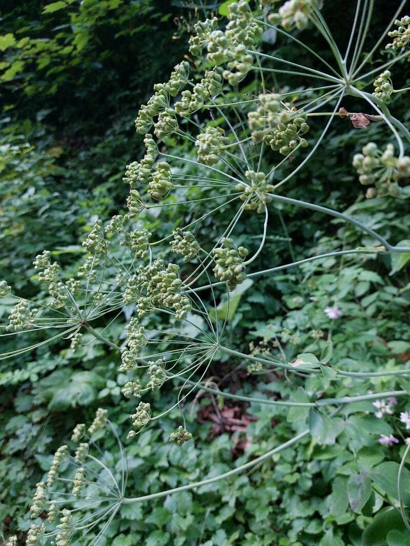 Laser trilobum fruit