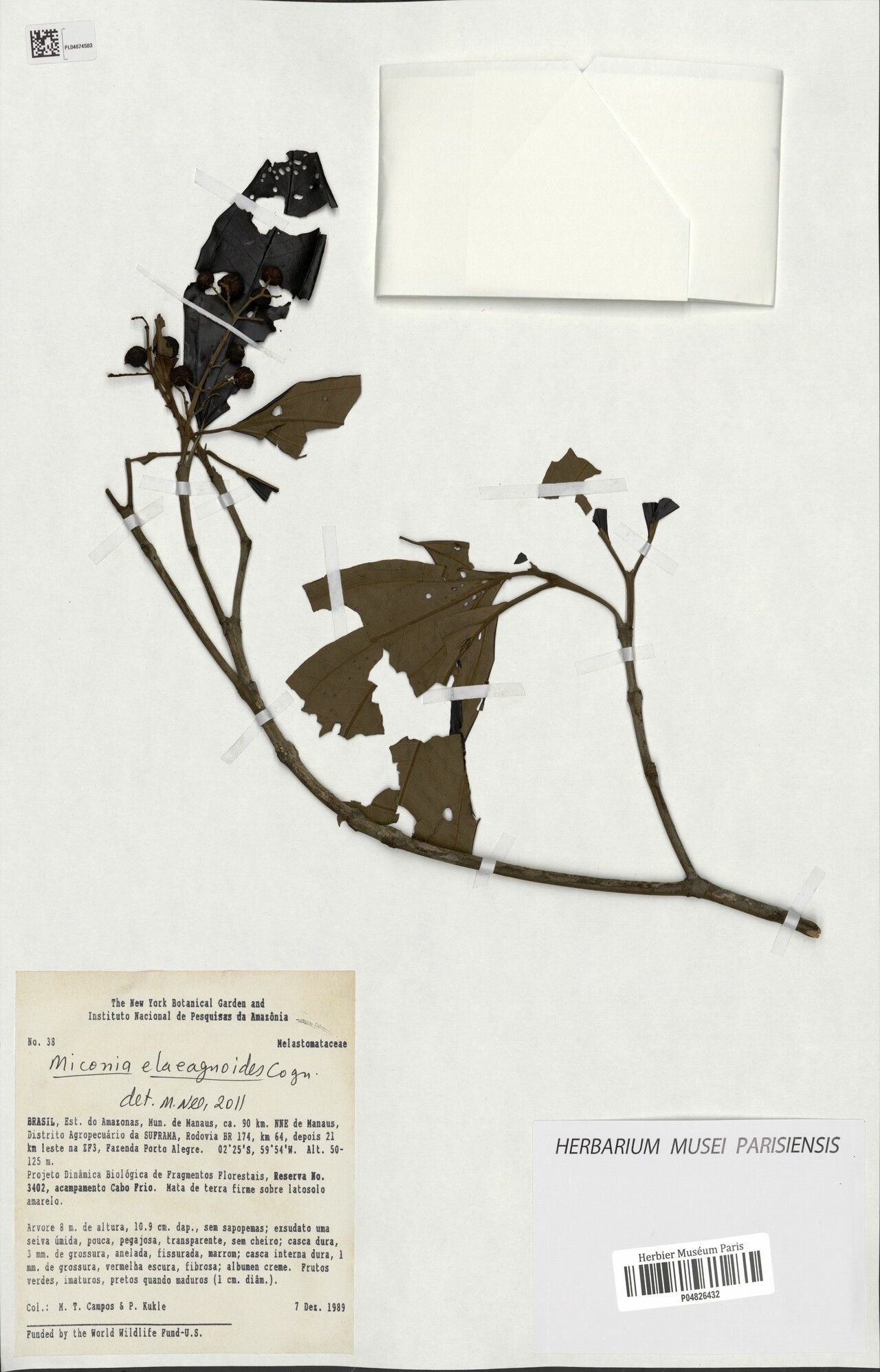 Miconia dichrophylla — houseplant care guide