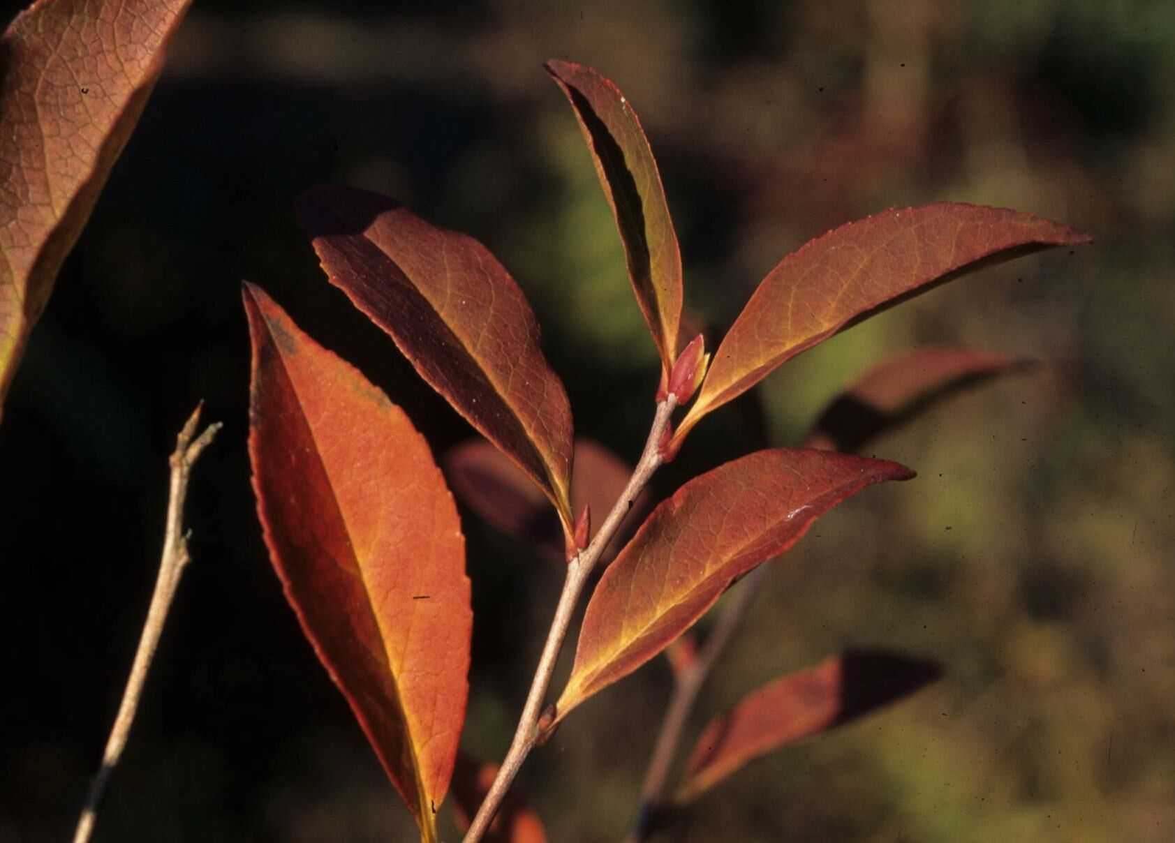 Stewartia serrata leaf