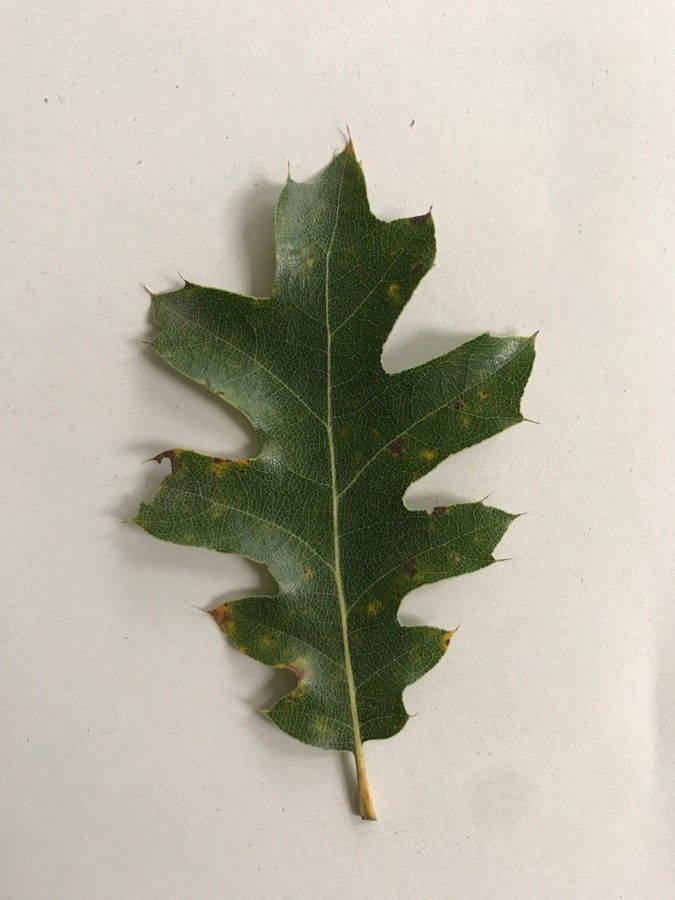 Quercus kelloggii leaf