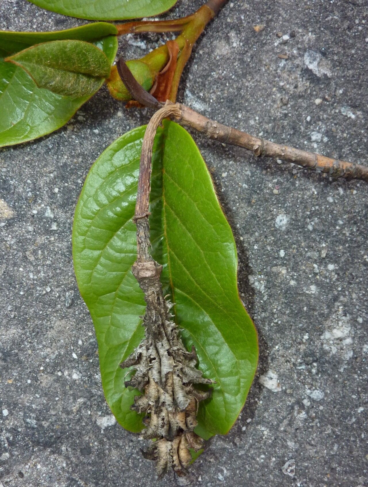 Magnolia globosa fruit