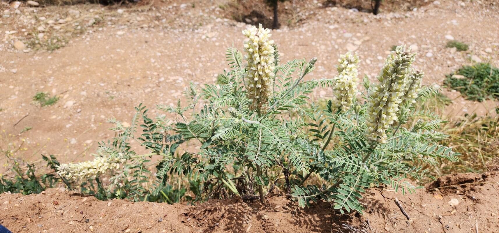 Sophora alopecuroides habit