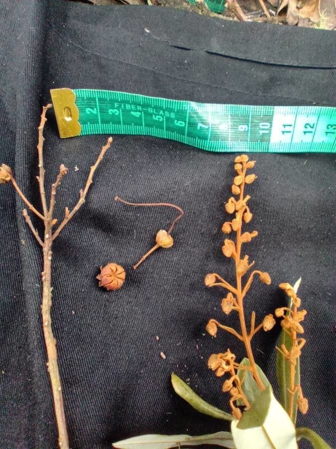 Bejaria aestuans fruit