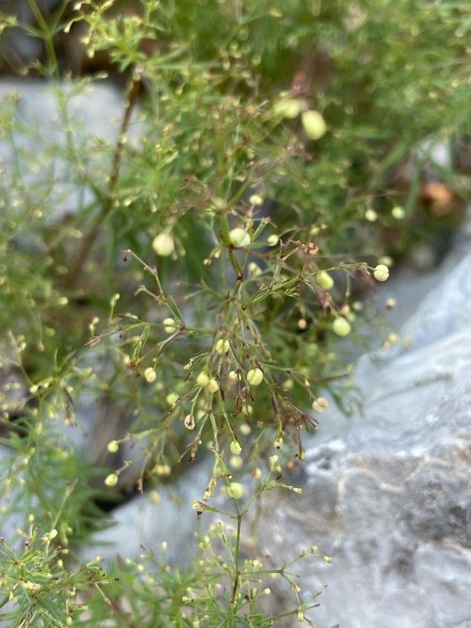 Galium rubrum fruit