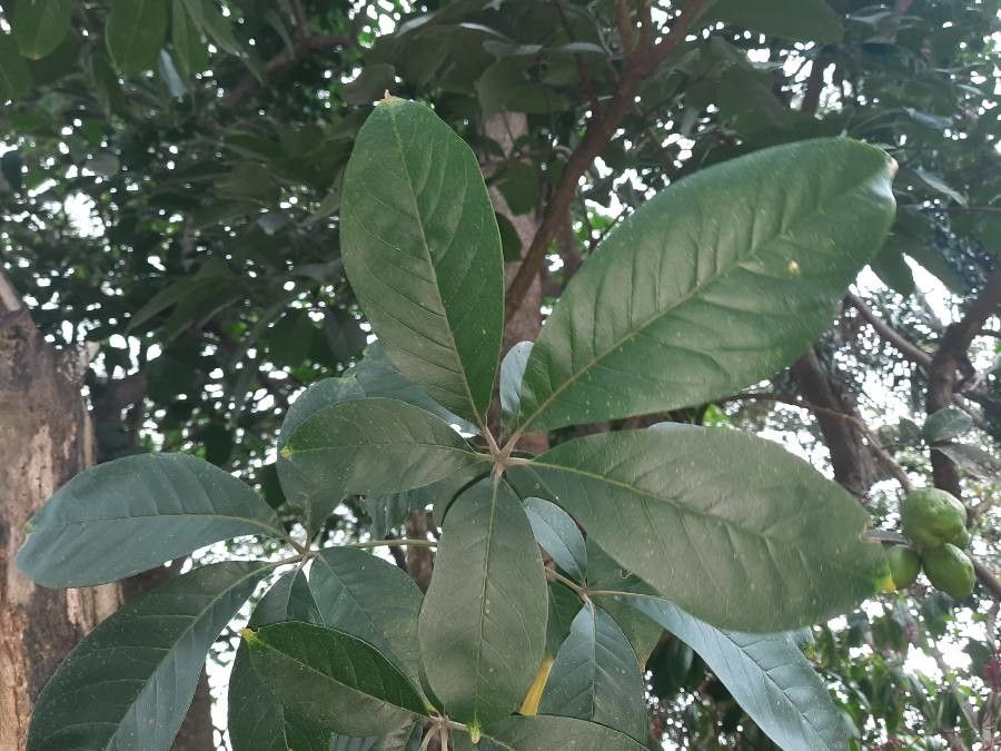 Casimiroa sapota leaf