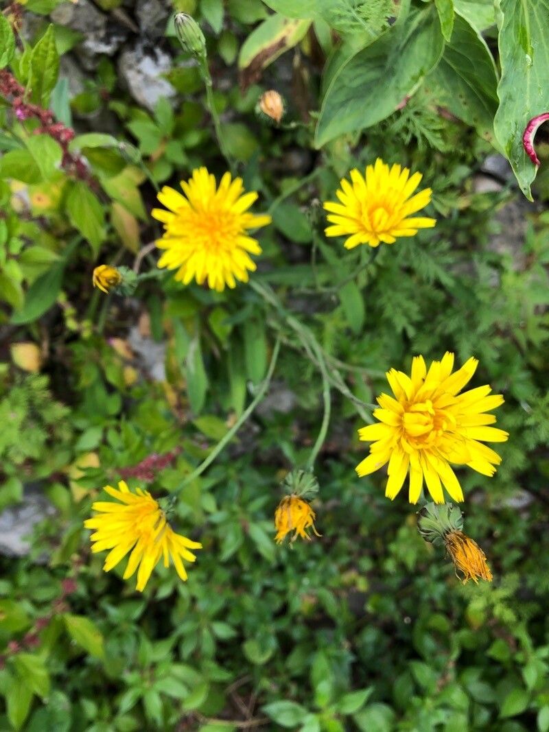 Hieracium cryptanthum flower