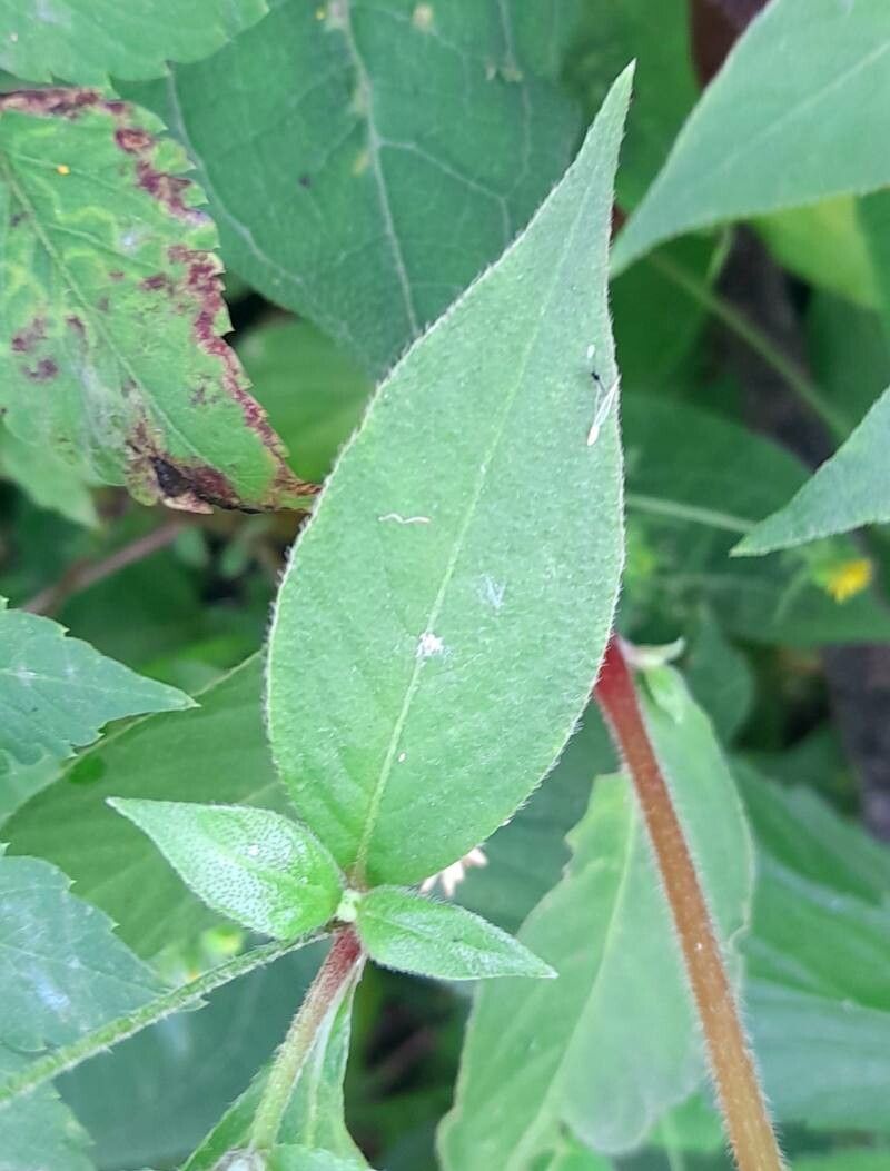 Alternanthera lanceolata — search result for 'Alternanthera'