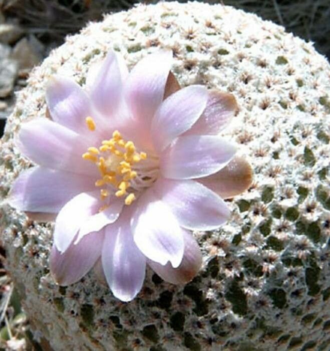 Yavia cryptocarpa flower