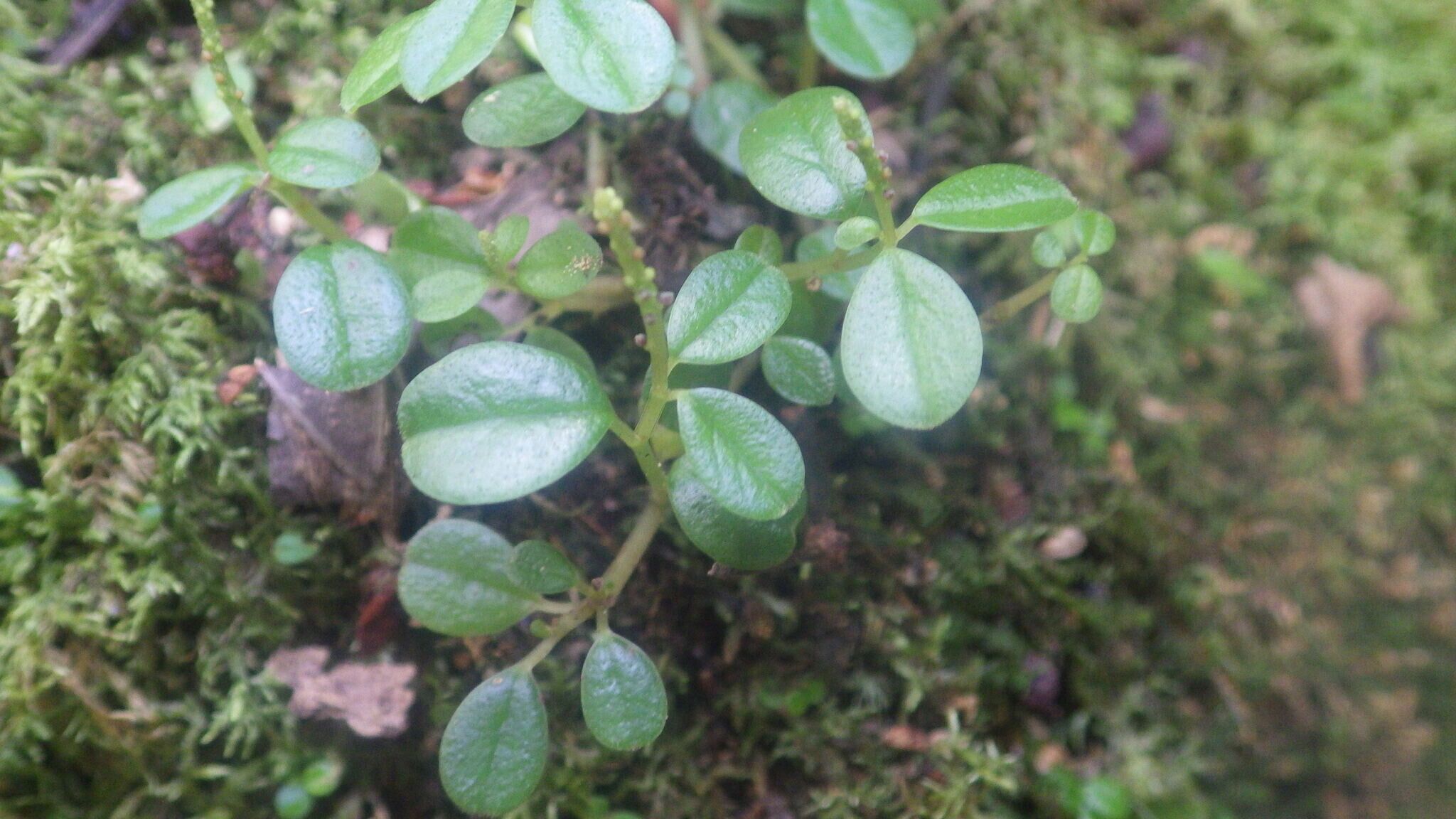 Peperomia madagascariensis — houseplant care guide