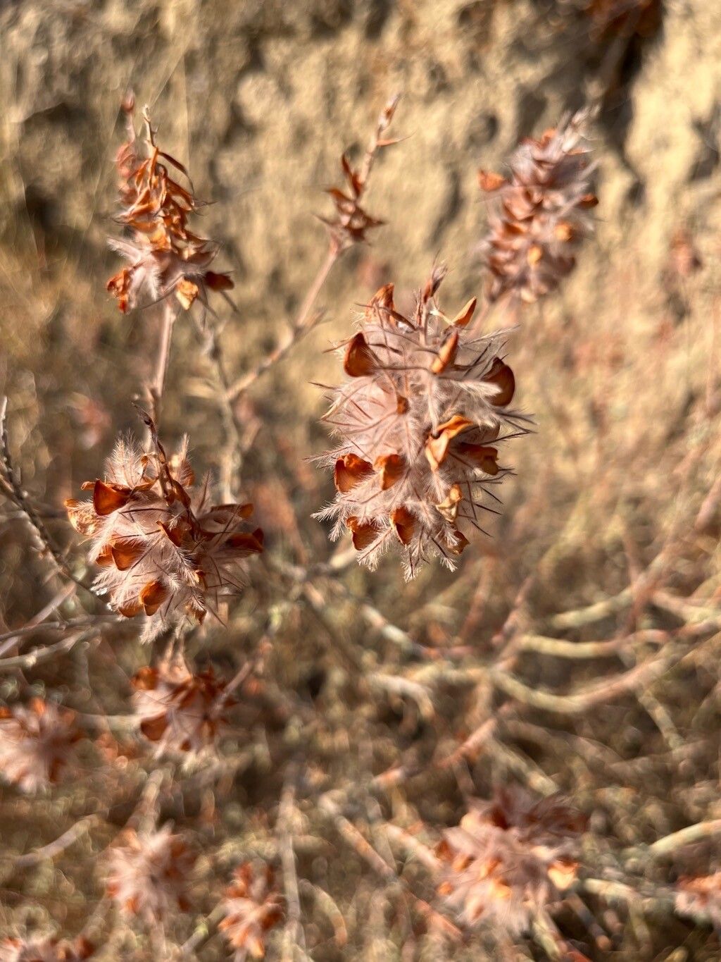Ebenus cretica fruit