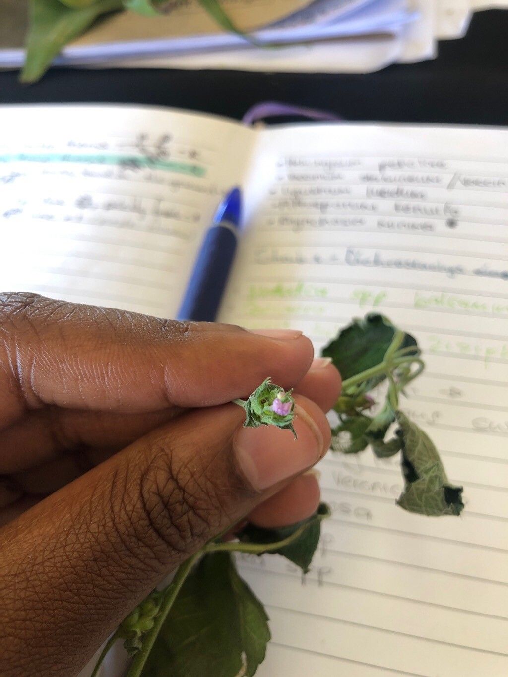 Lantana rugosa — houseplant care guide