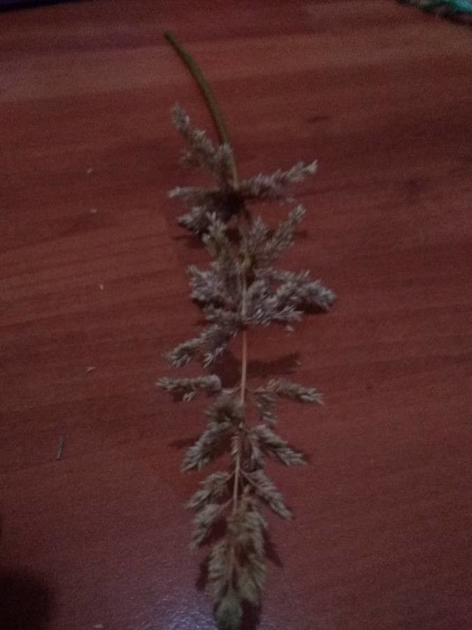 Polypogon viridis flower