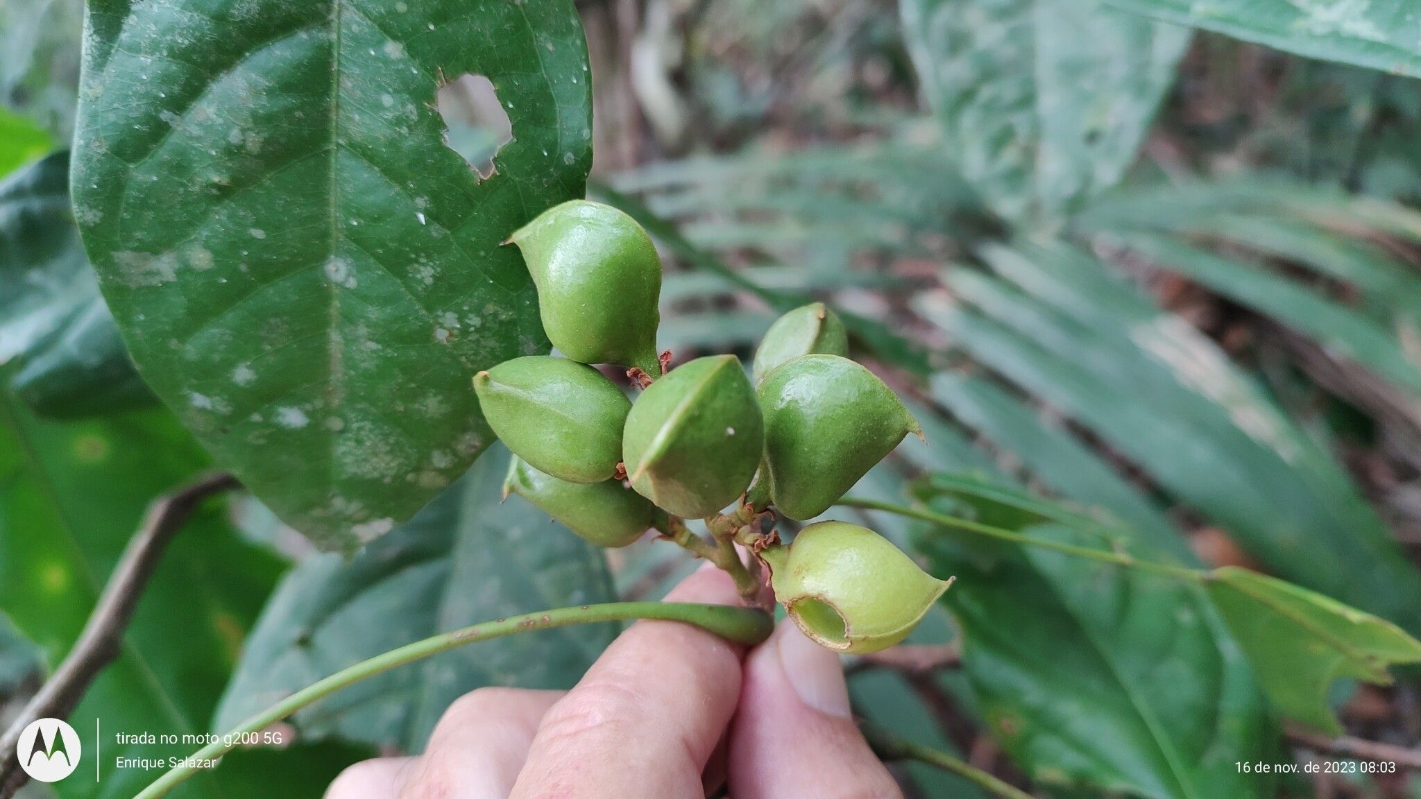 Connarus ruber fruit