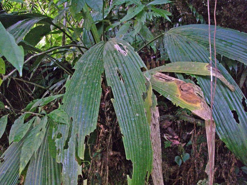 Asplundia longitepala — houseplant care guide