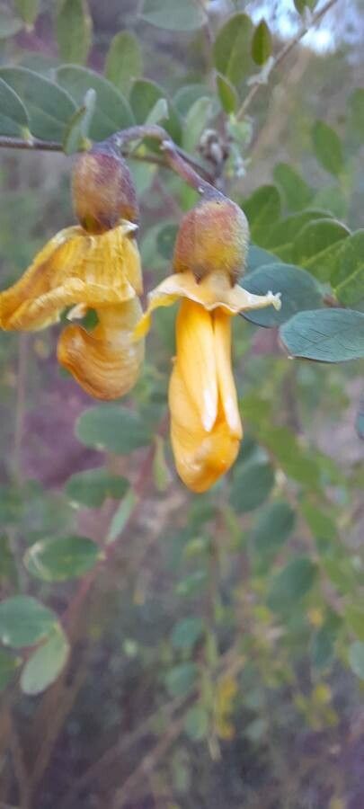Colutea arborescens flower