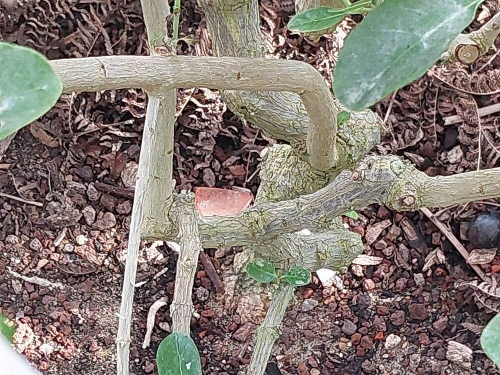 Coprosma baueri bark