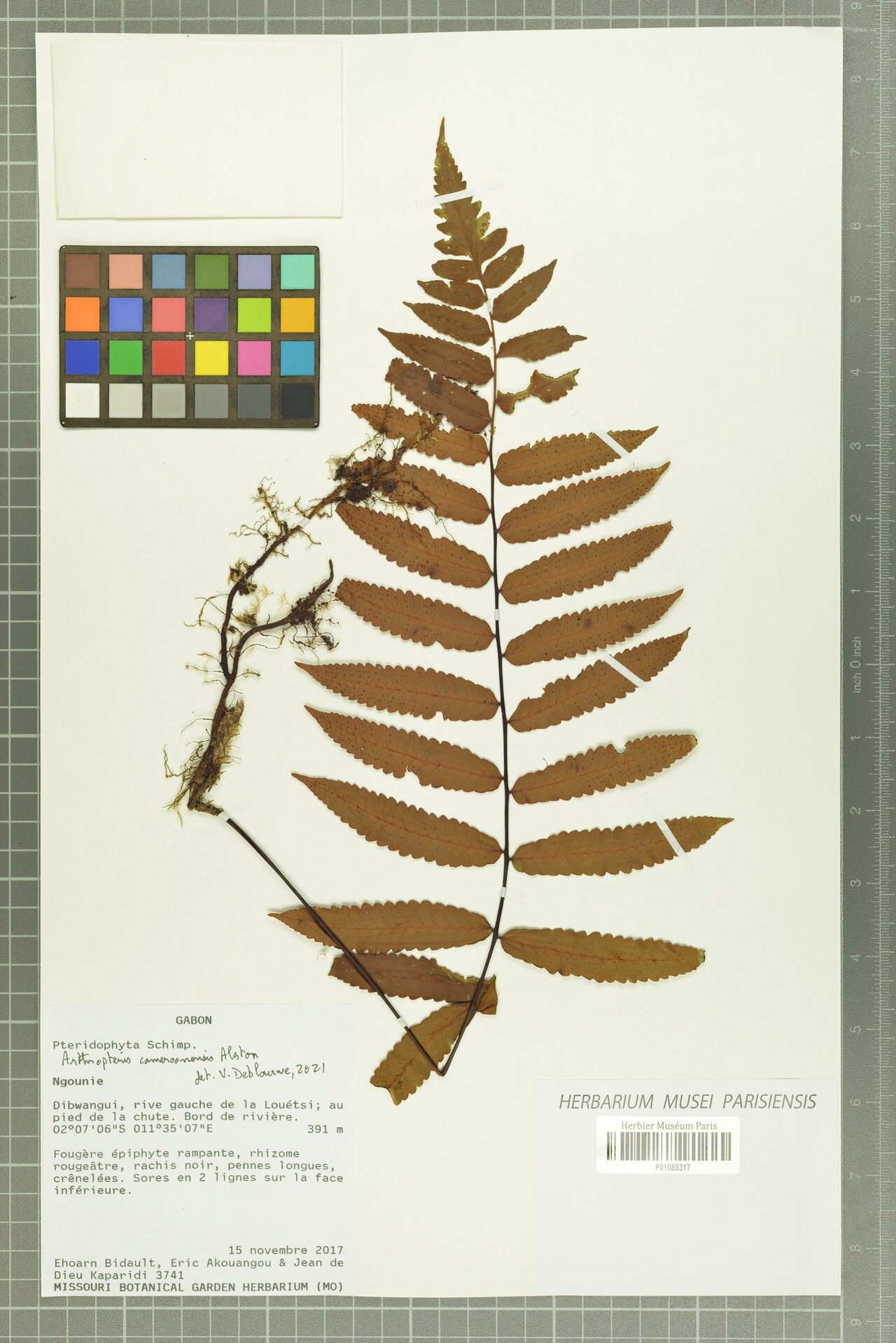 Arthropteris cameroonensis — related species from the same genus