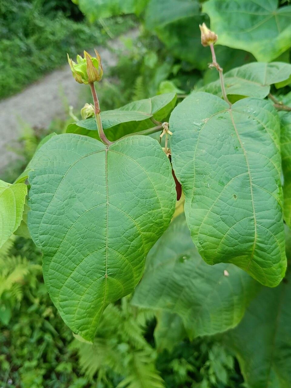 Abroma augusta leaf